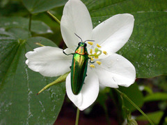 Chrysochroa rajah