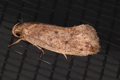 Syncometes vilis