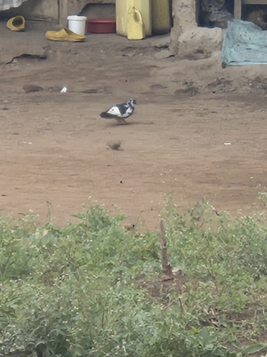 Feral Pigeon