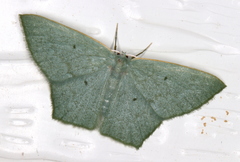 Maxates centrophylla