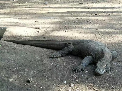 Komodo Dragon — seen at this dive site