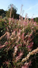 Chamaenerion angustifolium