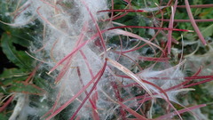 Chamaenerion angustifolium