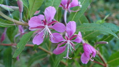 Chamaenerion angustifolium