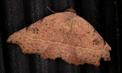 Laspeyria concavata