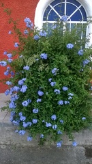Plumbago auriculata