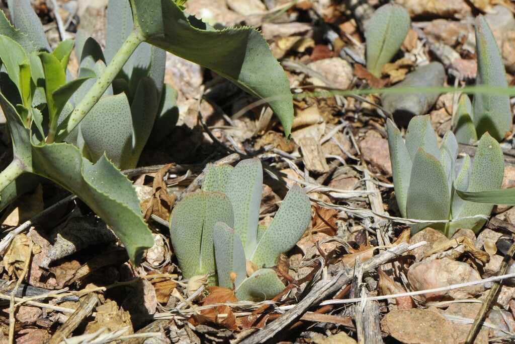 Cheiridopsis excavata L. Bolus