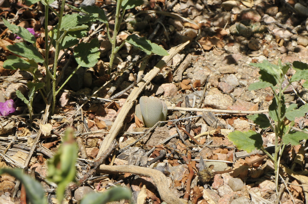 Cheiridopsis richardiana L. Bolus