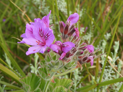 Pelargonium cucullatum cucullatum
