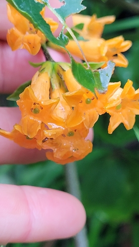 Cestrum aurantiacum