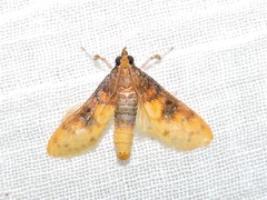 Pachynoa sabelialis