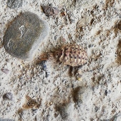 Myrmeleontidae