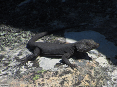 Hemicordylus capensis