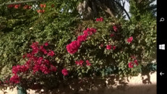 Bougainvillea