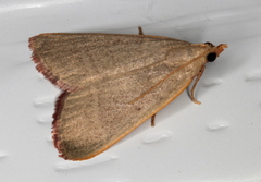 Hypsopygia albidalis