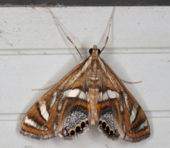Margarosticha euprepialis