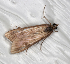 Nomophila corticalis