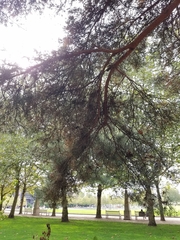 Pseudotsuga menziesii