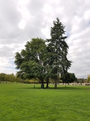 Pseudotsuga menziesii