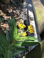 Asclepias curassavica image