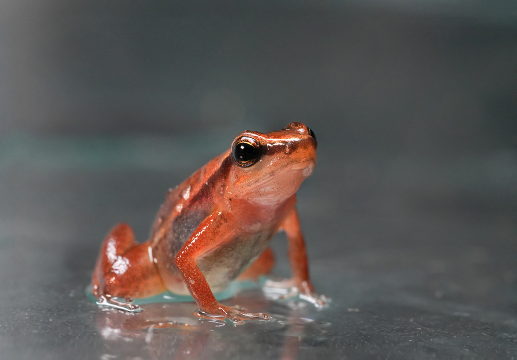 Hyloxalus picachos