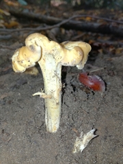 Cantharellus amethysteus