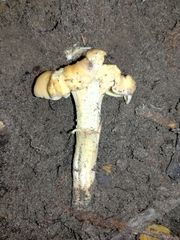 Cantharellus amethysteus