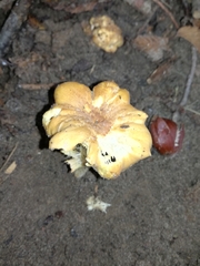 Cantharellus amethysteus