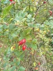 Rosa canina