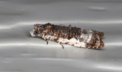 Phricanthes asperana