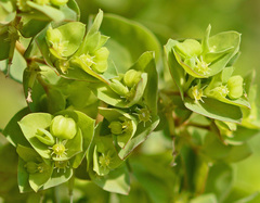 Euphorbia peplus
