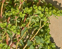 Euphorbia peplus