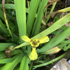 Trimezia steyermarkii