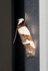 Eulechria triferella