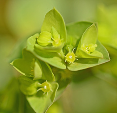 Euphorbia peplus