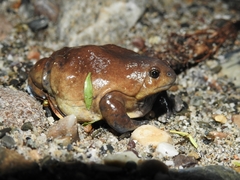 Uperodon globulosus