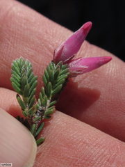 Erica taylorii
