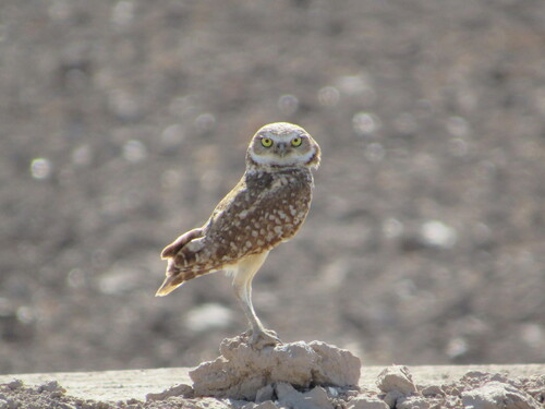 View observation of {o.common_name} on iNaturalist