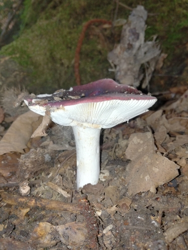 Purple Brittlegill