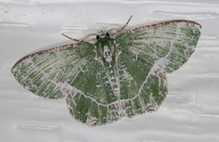 Eucyclodes insperata