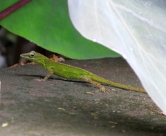 Anolis marmoratus