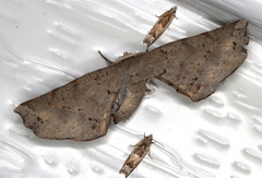 Parepisparis excusata