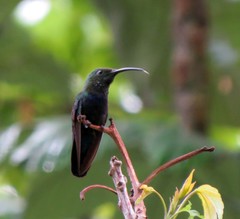 Eulampis holosericeus