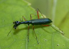 Neocollyris