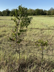 Zanthoxylum clava-herculis