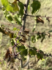 Zanthoxylum clava-herculis