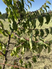Zanthoxylum clava-herculis