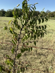 Zanthoxylum clava-herculis