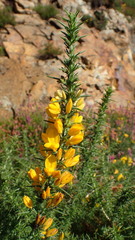 Ulex europaeus