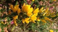 Ulex europaeus